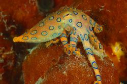 Bluering Octopus.D70,60mm. Taken at Kapalai by Frankie Tsen 